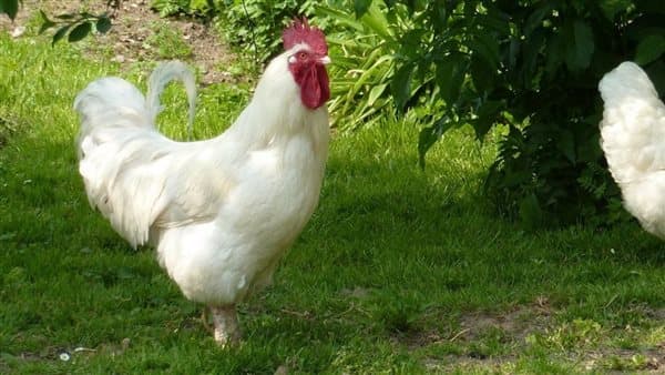انخفاض سعر الفراخ في البيضاء اليوم السبت