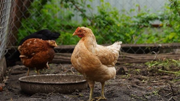 Chicken prices drop on July 19