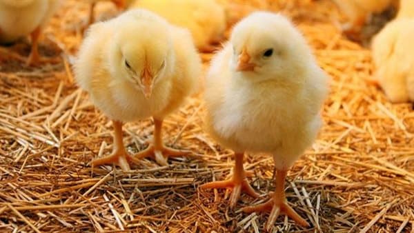 Poultry Market: Stable Ducks, Varying Chicken Prices