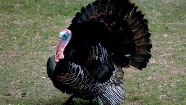 Dreaming of a Turkey and Happy News