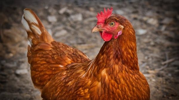 Chicken prices on July 24, 2026