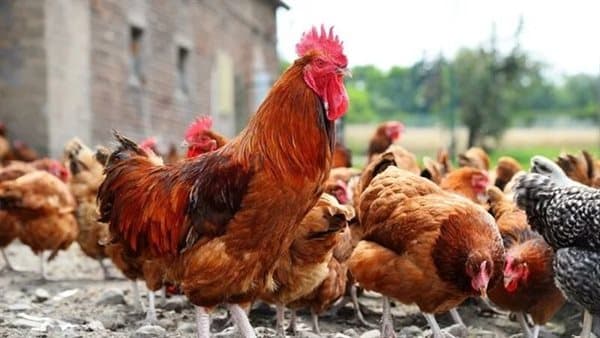 White meat costs drop as local chicken prices climb