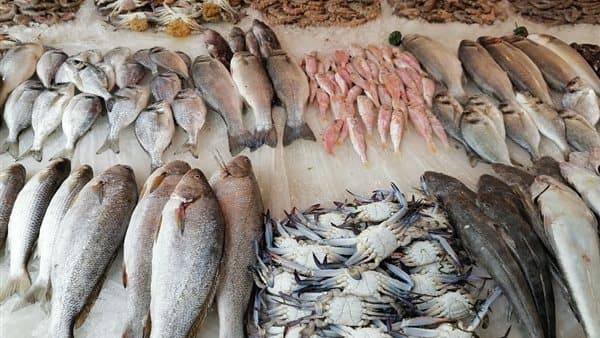 أسعار السمك اليوم تتراجع وارتفاع المكرونة