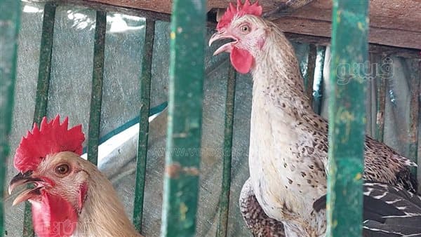 Municipal Chicken Prices Fall on August 2
