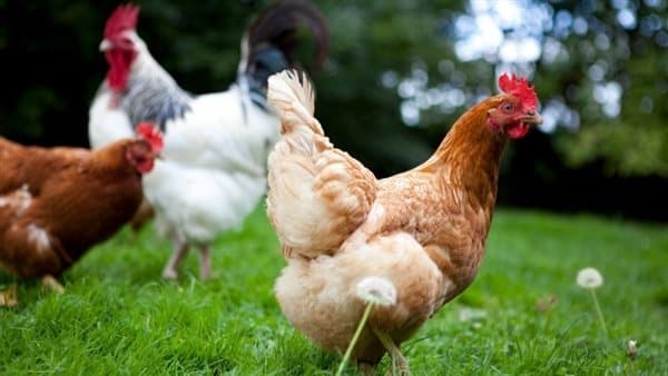 White meat prices fall, local meat rise