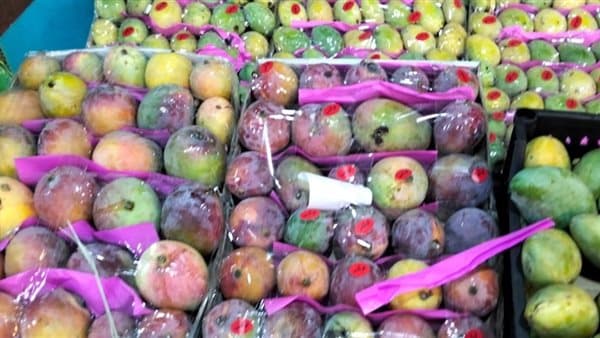 مزاد المانجو يجذب تجار الإسماعيلية