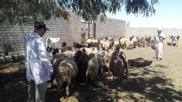 Desert Research Begins Livestock Support Mission