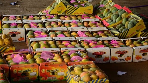 أسعار المانجو اليوم وتفاوتها
