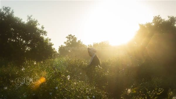 Jasmine Harvest Reveals Dawn Picking Challenges