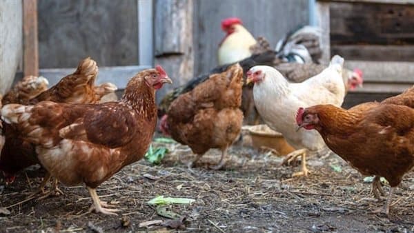 انخفاض البيضاء وارتفاع البلدي في سعر اليوم السبت