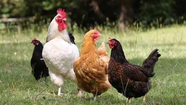 Chicken prices increase on August 11