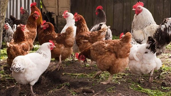 Al-Bayda and Al-Baladi chicken prices fall on August 12