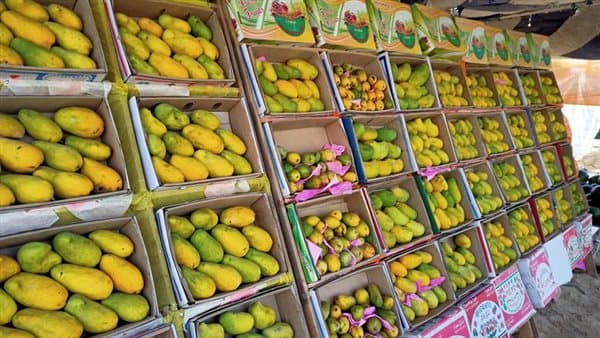 أسعار المانجو اليوم ارتفاع وانخفاض
