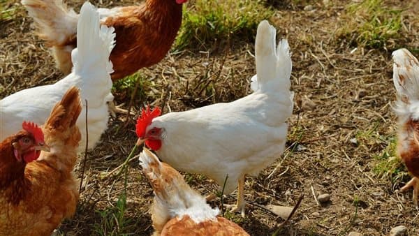 Chicken prices fall again on August 13