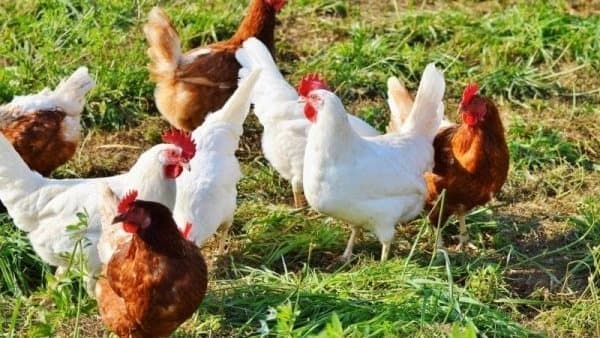 سعر الفراخ اليوم الجمعة 14 أغسطس