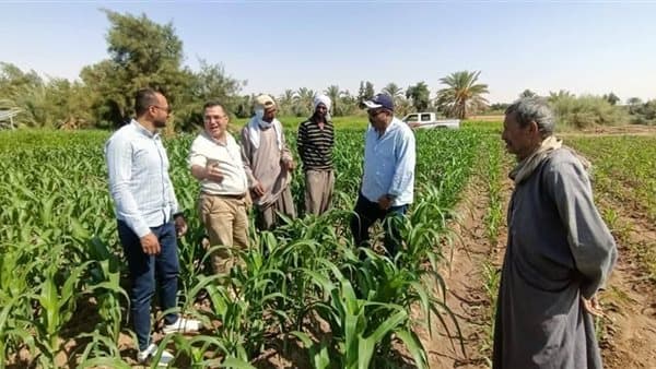 National campaign assesses sorghum fields in New Valley