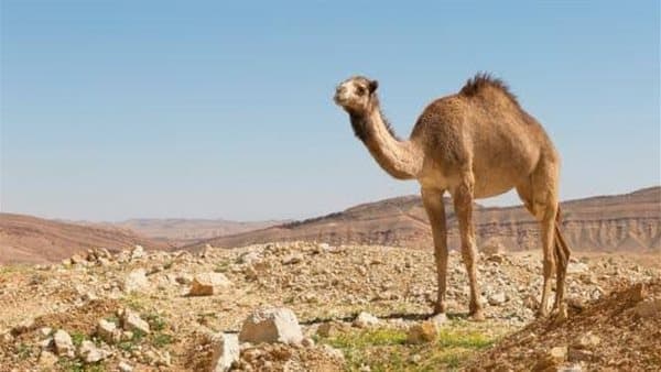 تفسير حلم الجمل ودلالاته على المنصب
