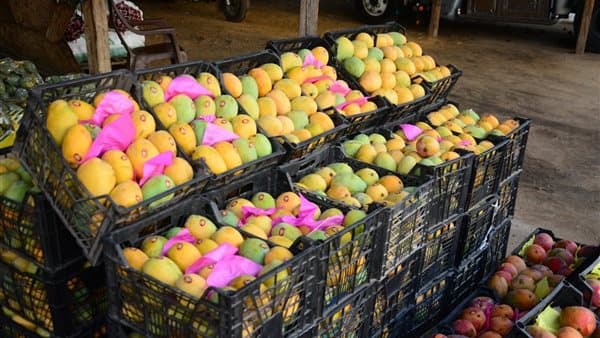 أسعار المانجو تتواصل في الارتفاع