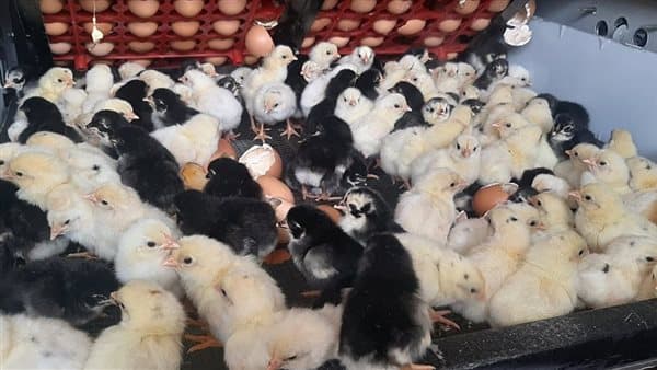 Sassou Begins at 5 Pounds Poultry Prices Today