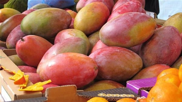 Mango prices in Al-Zubdiya and Al-Noom today