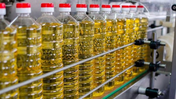 Sunflower Height and Oil Prices August 21