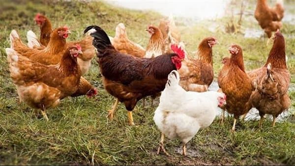 Chicken price drops to 5 pounds today