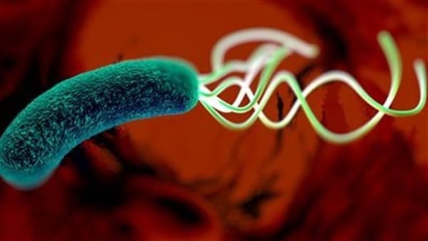 Foods That Disrupt Helicobacter pylori Therapy