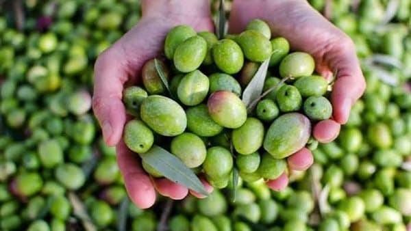Olive Market Prices Today