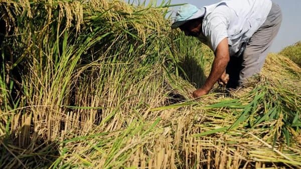 Fayoum Agriculture Managers Referred for Rice Violations
