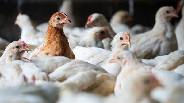 Municipal chicken prices rise on August 28