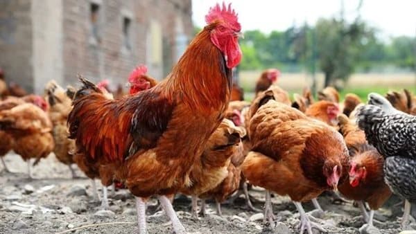 Poultry Price Rises to 4 Pounds Today