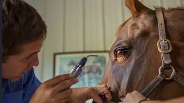 Debate Over Using Veterinarians as Doctors