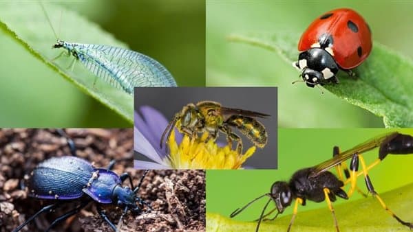 Beneficial insects reduce pest damage