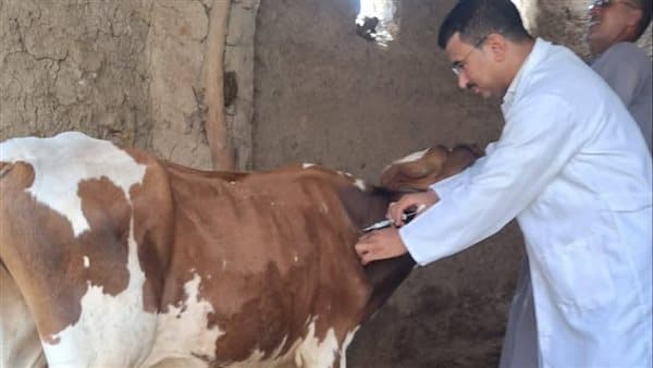 Qena to launch livestock vaccines tomorrow