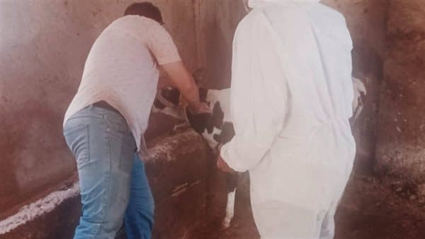 Beheira launches second cattle vaccination campaign