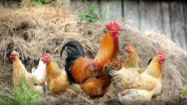 Baladi and White Chicken Prices Drop September 1