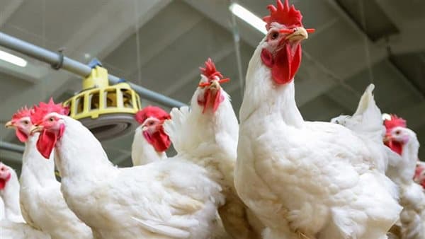 ارتفاع مفاجئ في سعر الفراخ في البيضاء والبلدي
