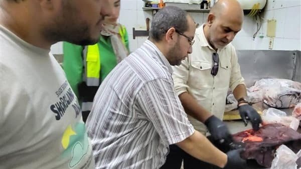 حملة تضبط 780 كيلوجرام لحوم غير صالحة في شبرا