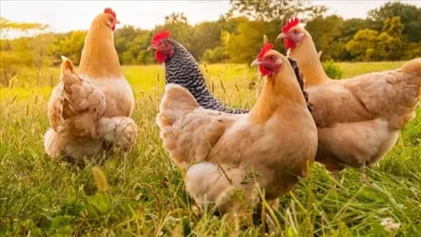 Chick prices drop on September 4