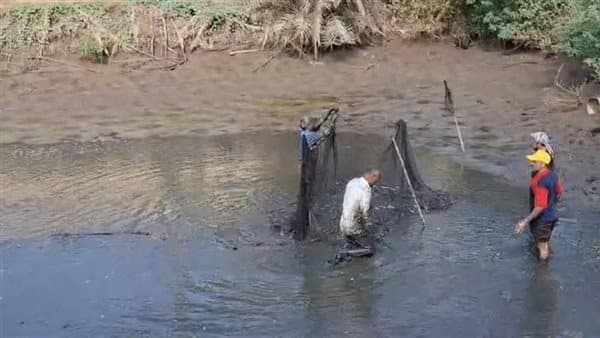 Banha University Offers Tilapia at 75 Pounds Per Kg