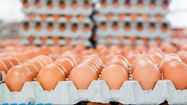 سعر البلدي يرتفع 4 جنيهات في بورصة الدواجن