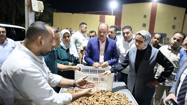 New Valley Oversees Date Harvest and Sorting