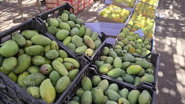 أسعار المانجو اليوم تتراجع وتواصل ارتفاعها