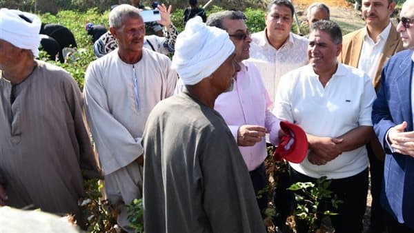 بدأ حصاد القطن في الفيوم