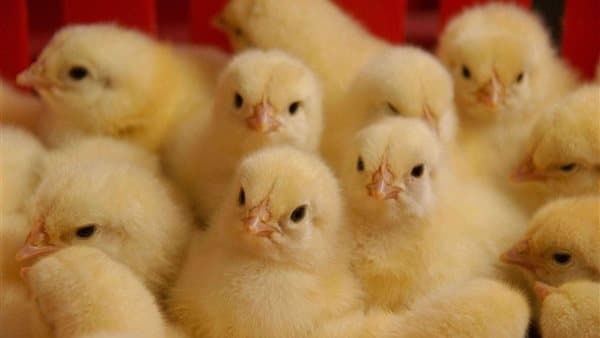 Poultry Market Saturday: Sasso Up, Rass Down