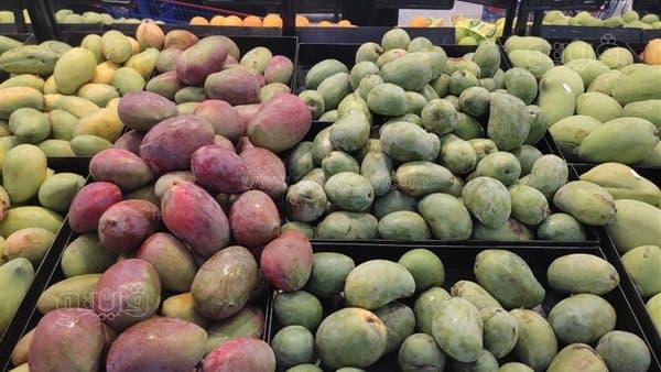 Today’s Mango Prices Range from 50 to 110 EGP