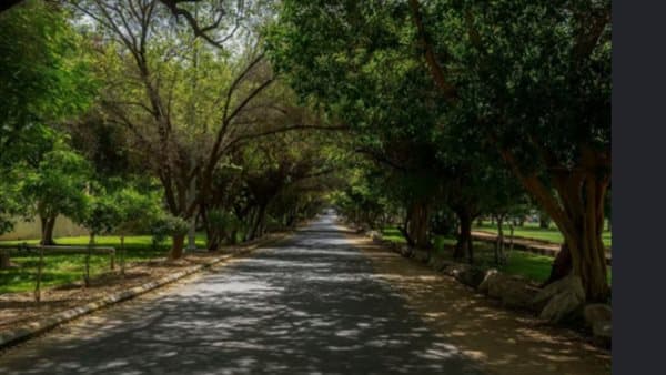 Best tree species for Egypt pollution control