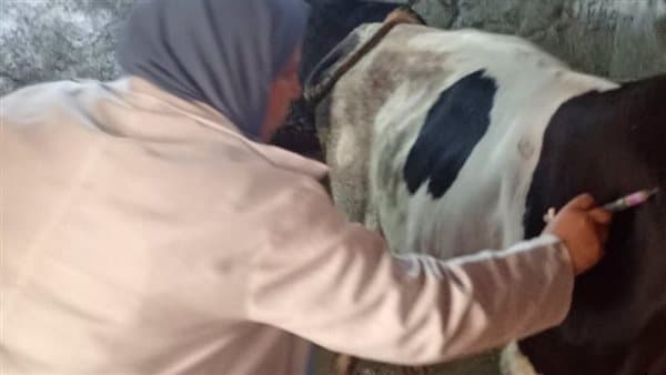 Vaccination Campaigns in Faqous for Foot-and-Mouth and Rift Valley Fever
