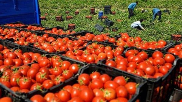 Egypt Weather, Tomato Prices, Sisi Meets