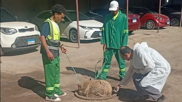Dakahlia Governor Orders Stray Dog Campaigns